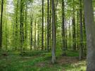 Nos forets